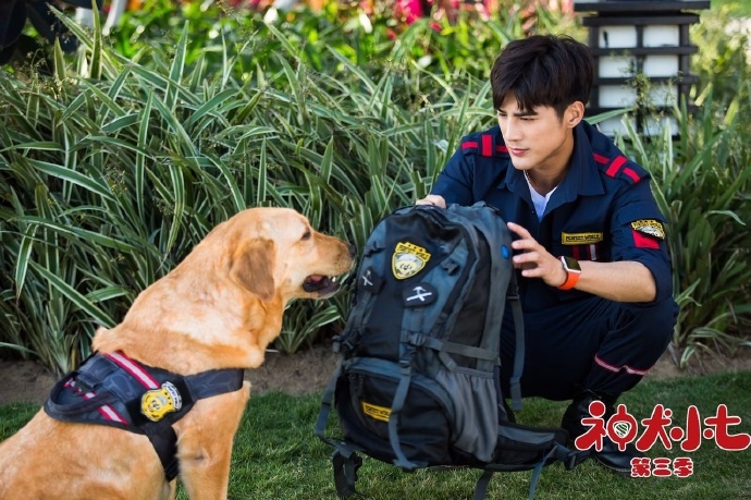 青春萌宠情感剧《神犬小七第三季》