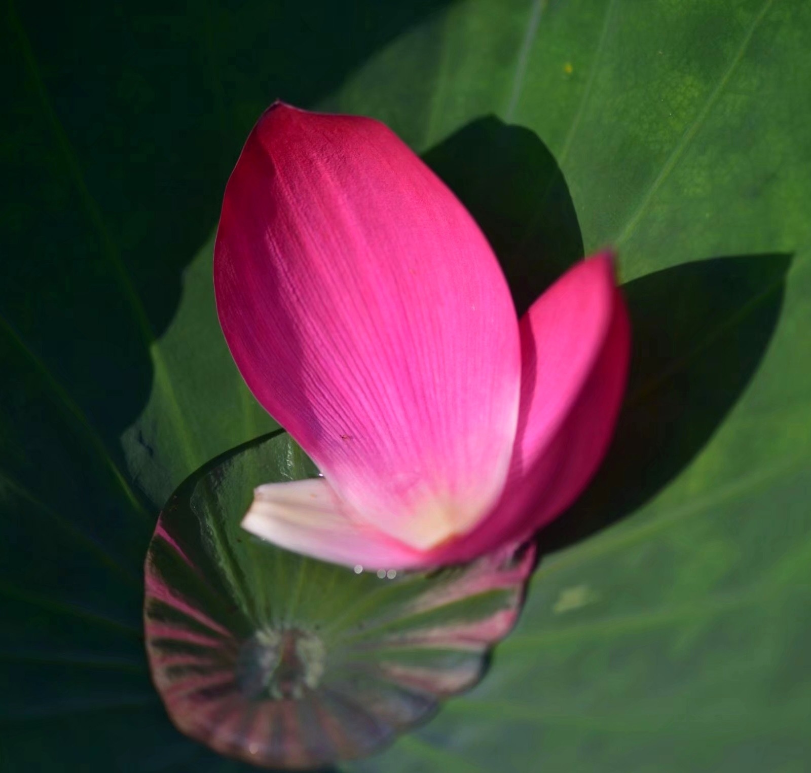 圆明园沉睡百年古莲复活开花