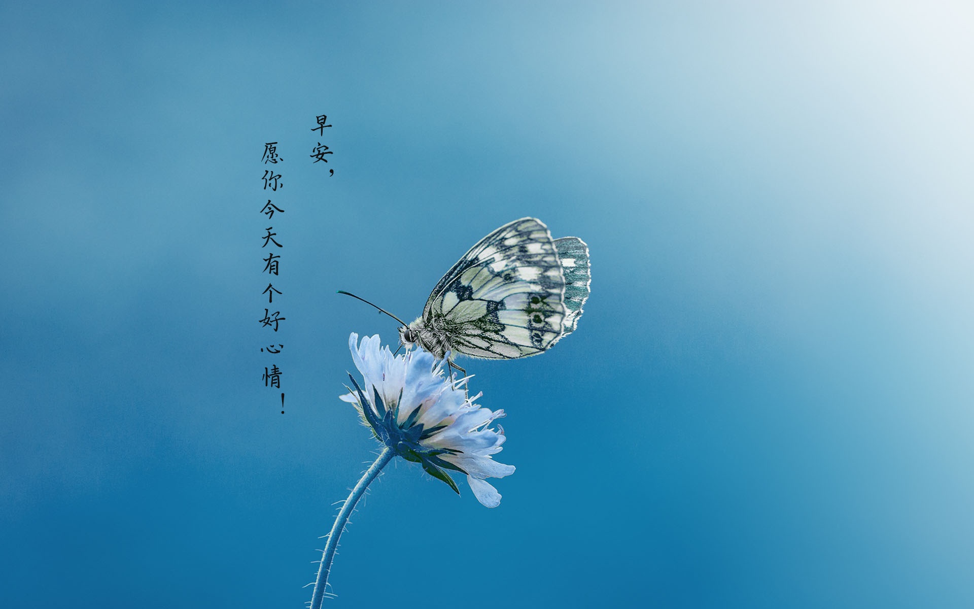 每天一条正能量早安