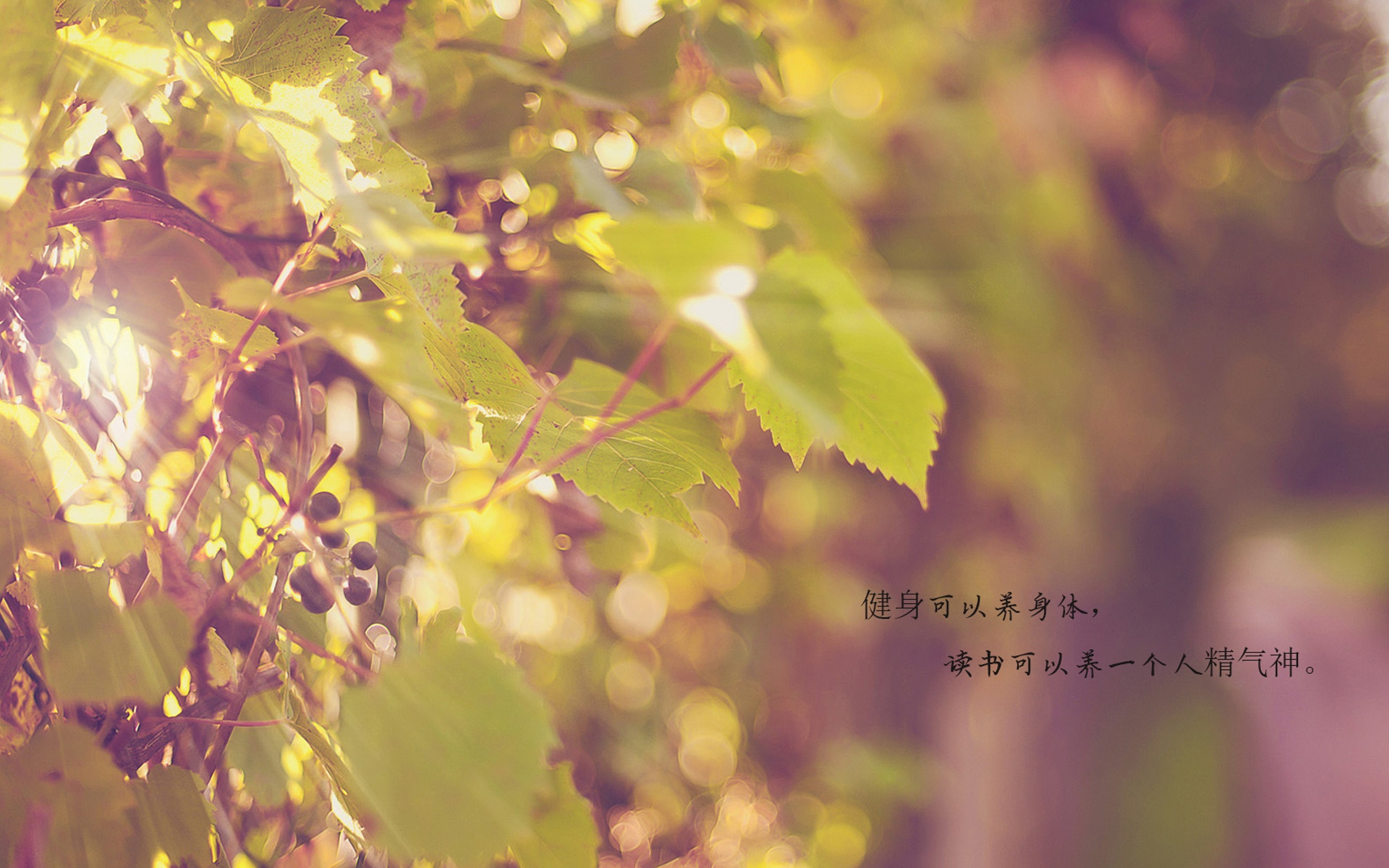 健身的心灵鸡汤经典语录