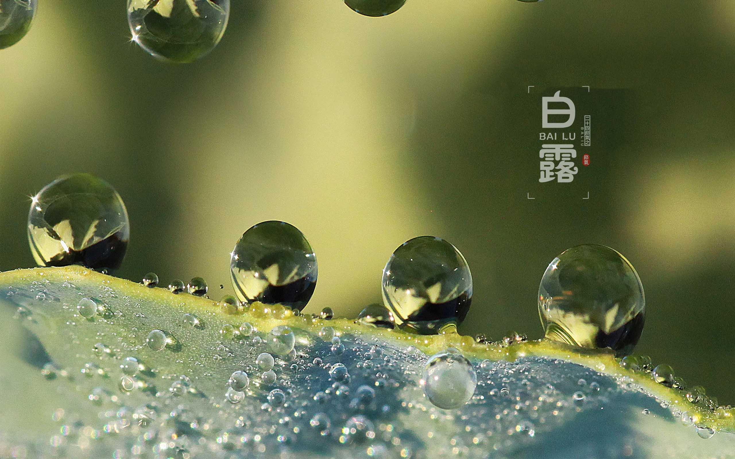 中国传统二十四节气之白露