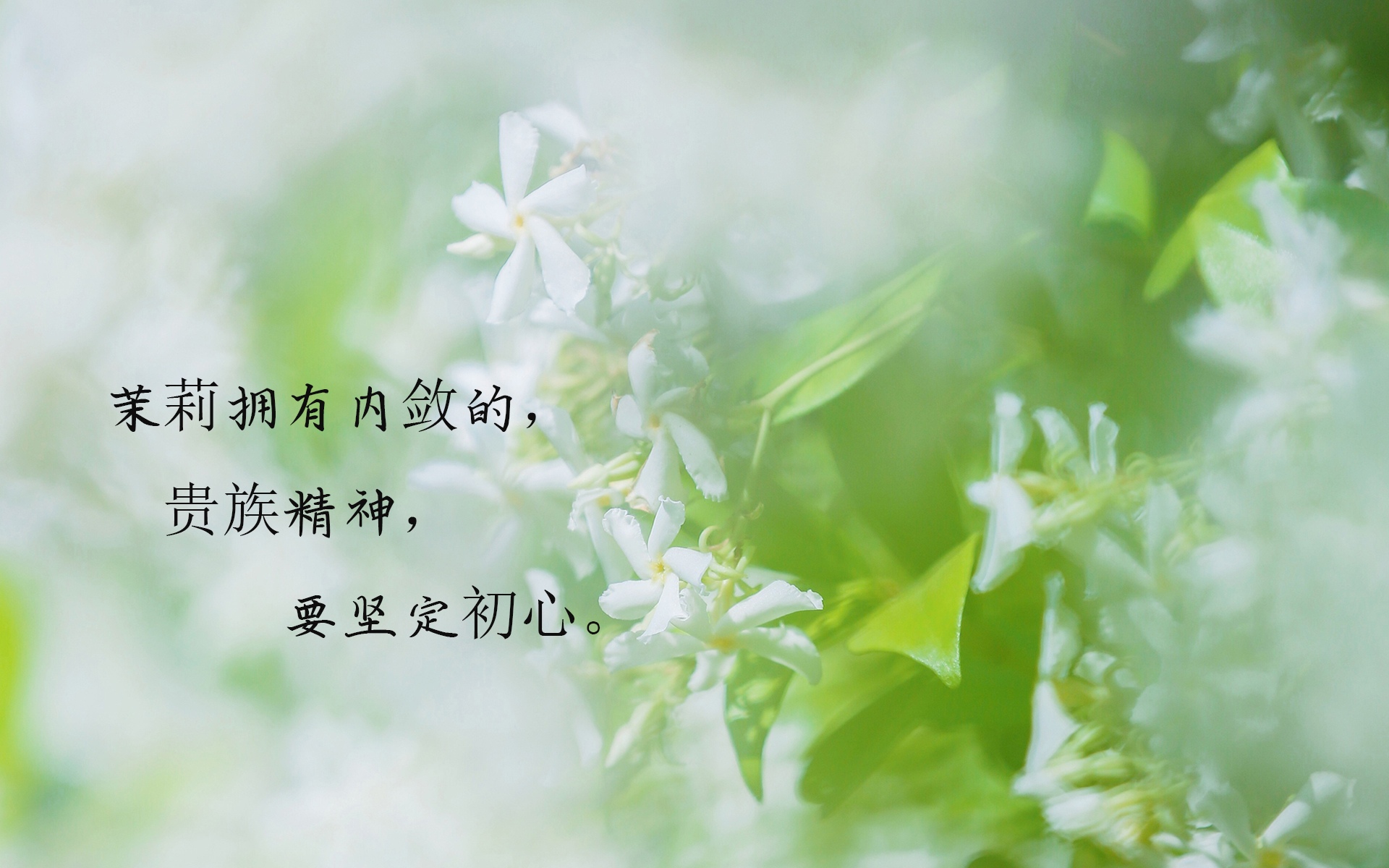 一世茉莉,一生莫离