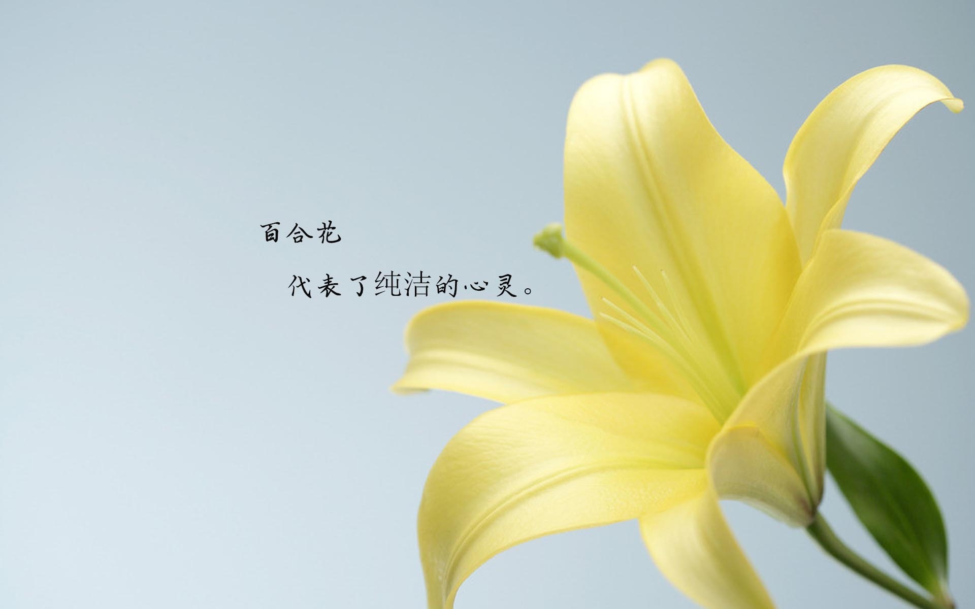 唯美的百合花花语