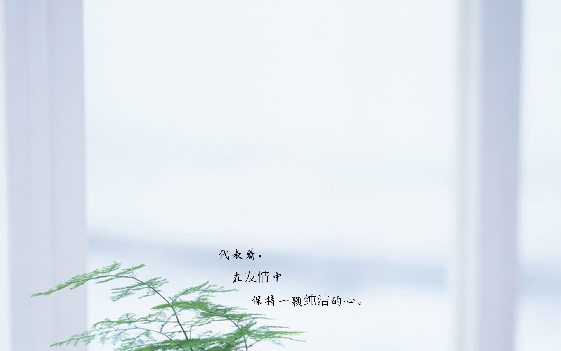 清新文竹的花语