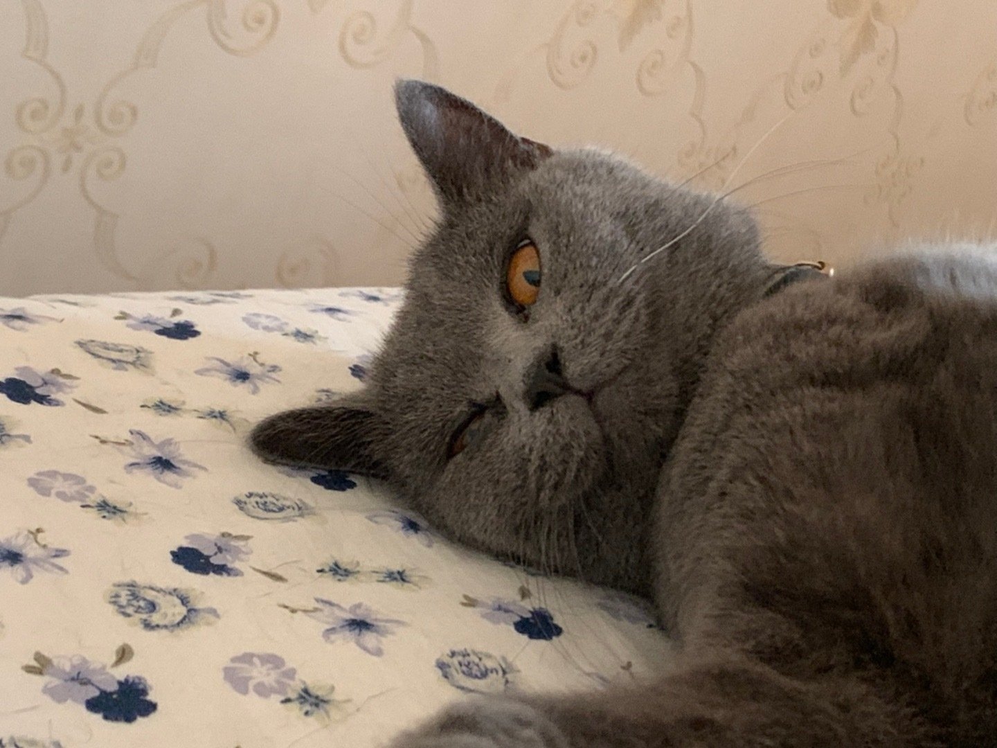 猫咪可以有多沙雕