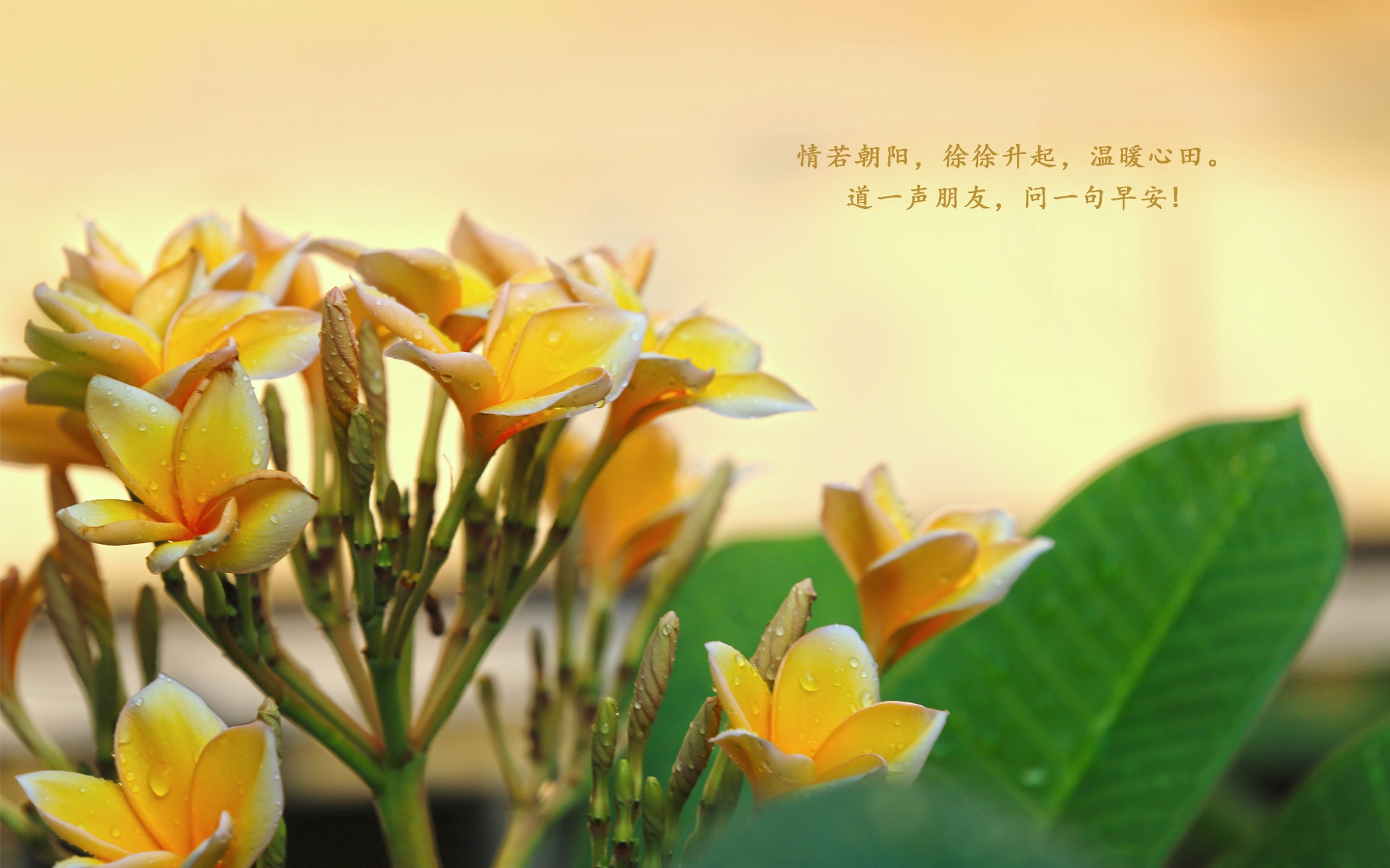 适合发朋友圈的早安说说配图