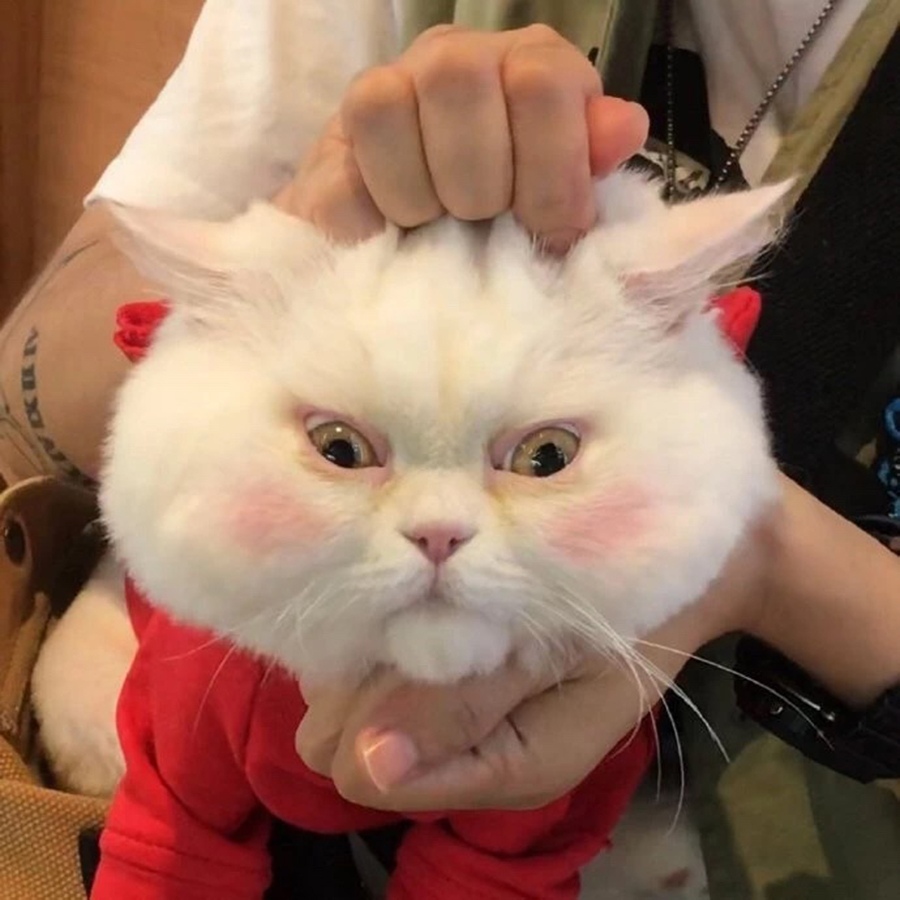 被工作摧残的你
