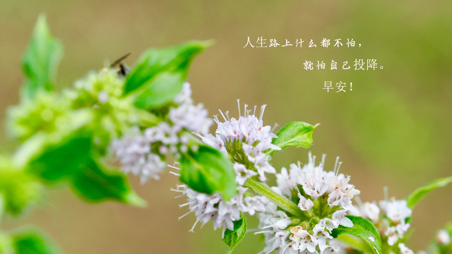 朋友圈最暖心早安说说配图