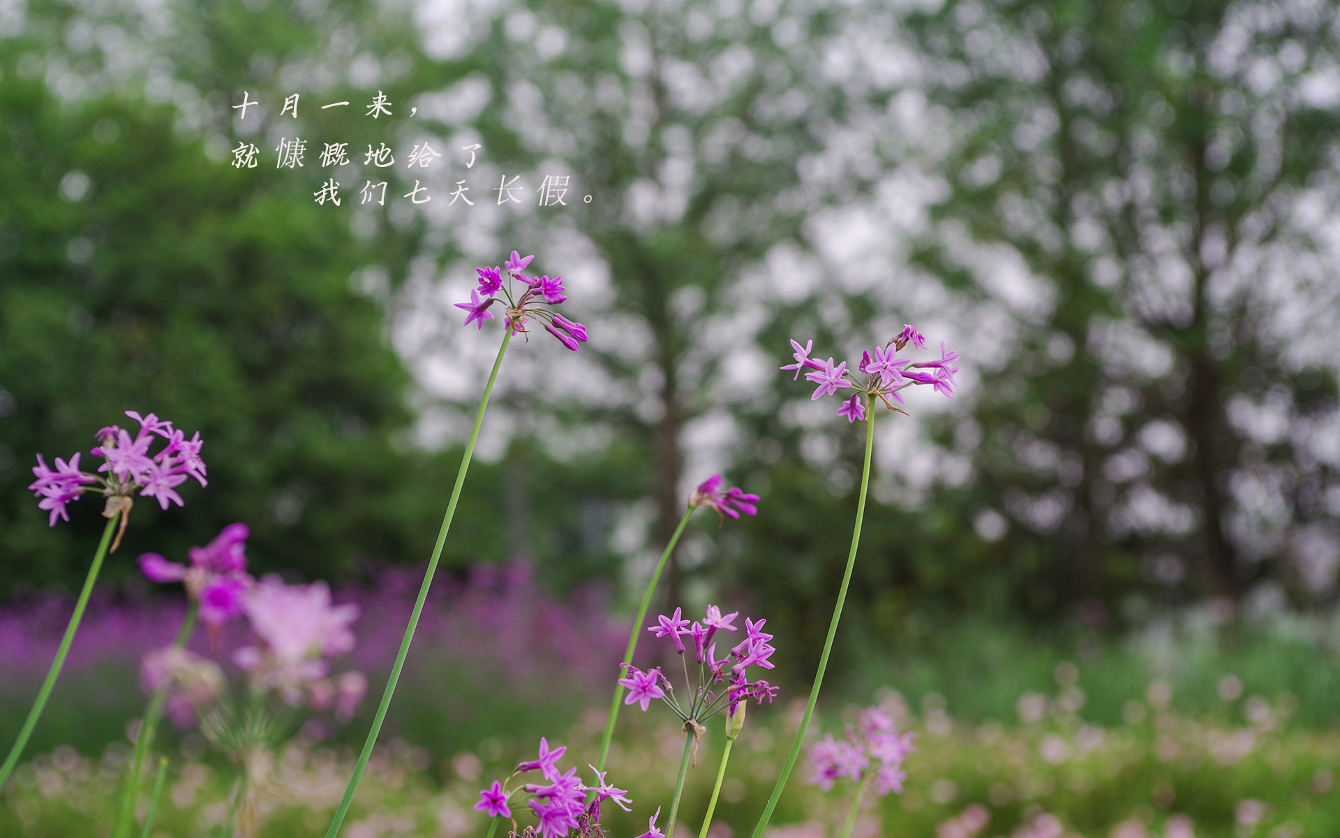 九月再见,十月来了