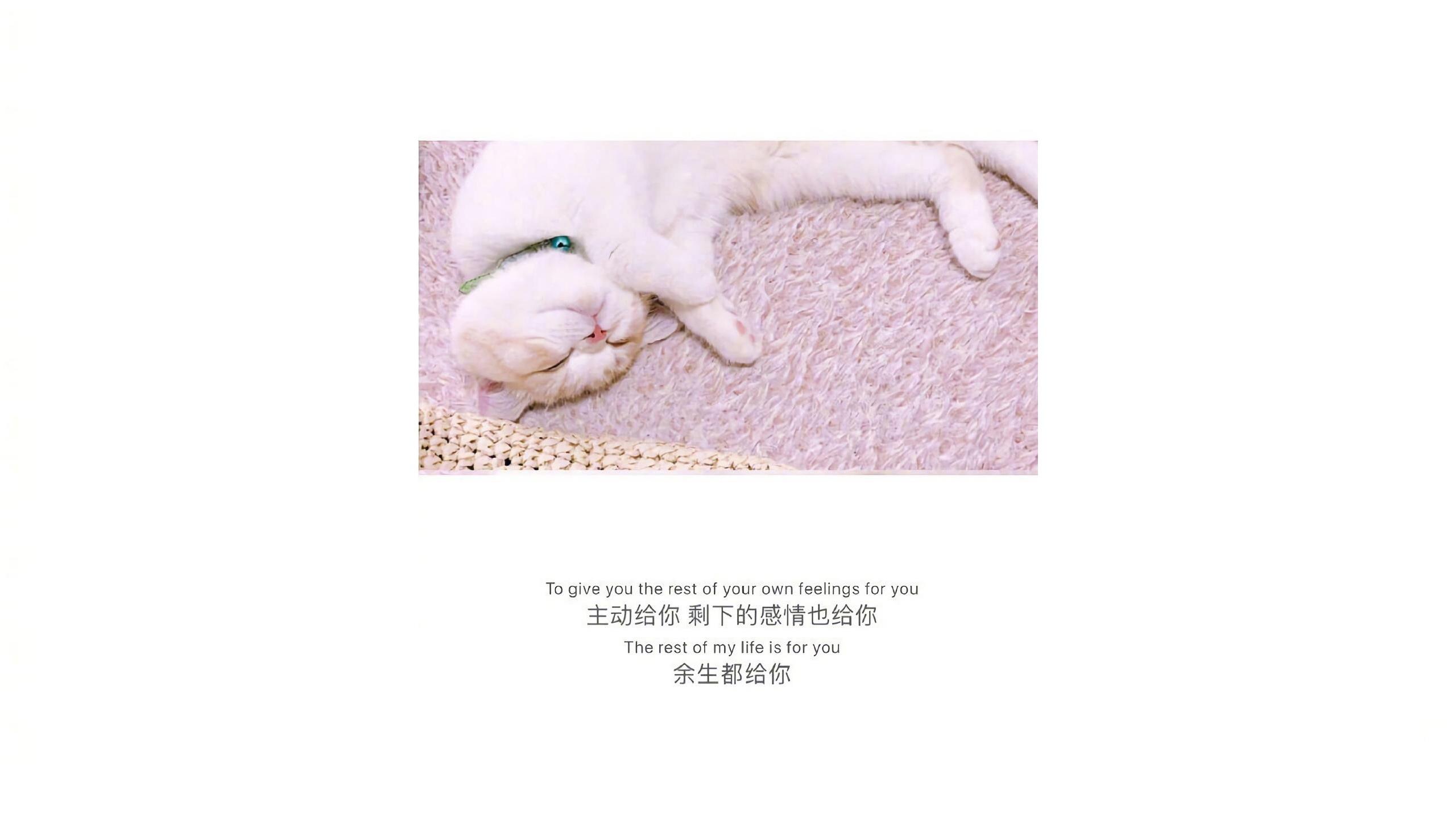 超萌小猫咪暖心情话