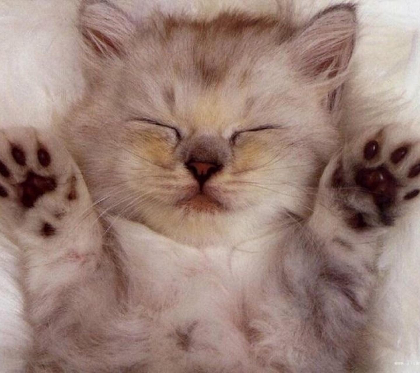 睡着的可爱小猫咪