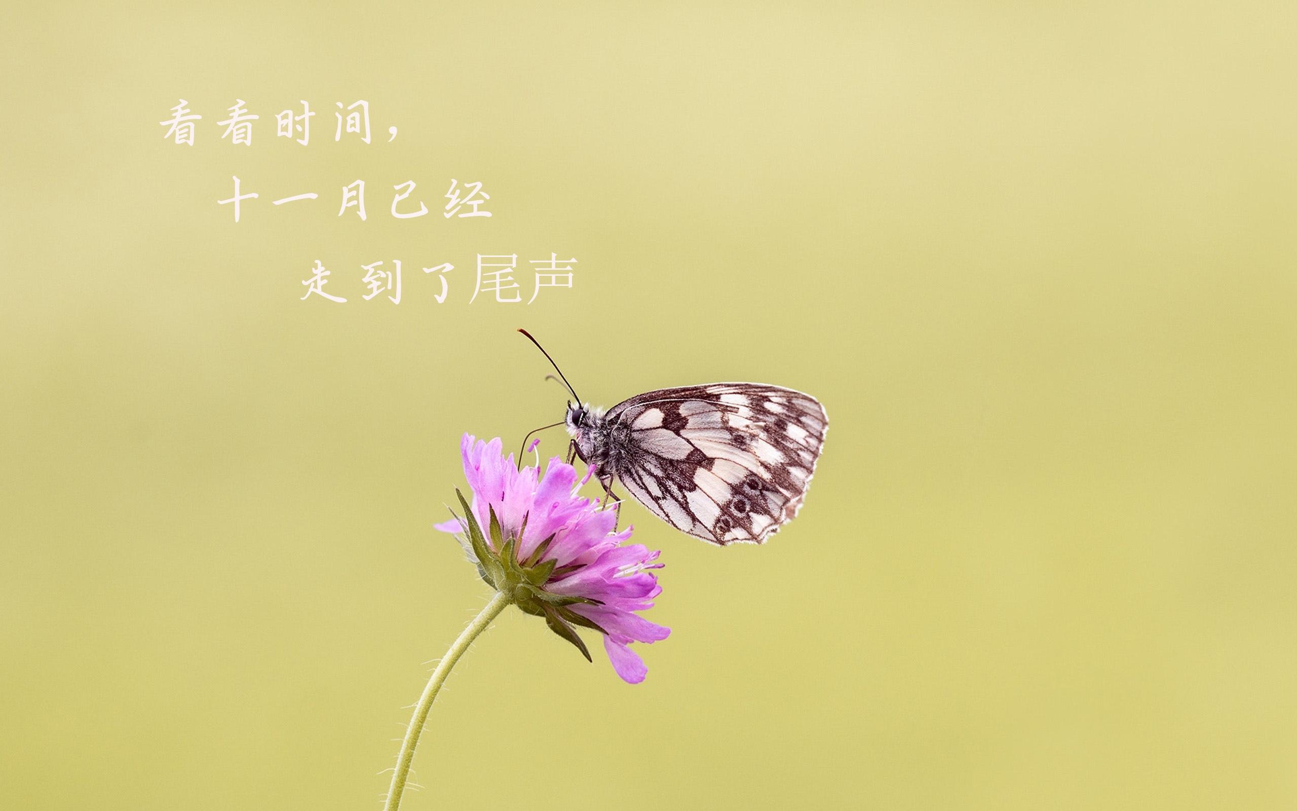 11月再见,12月你好刷屏了