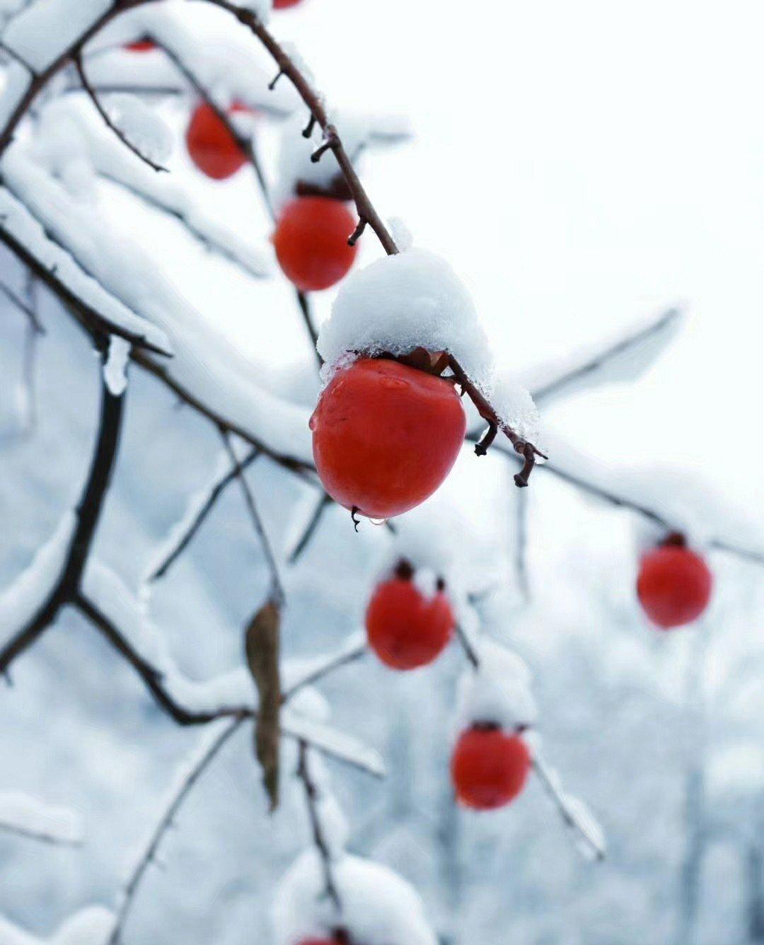 大雪纷飞下的冬日红柿