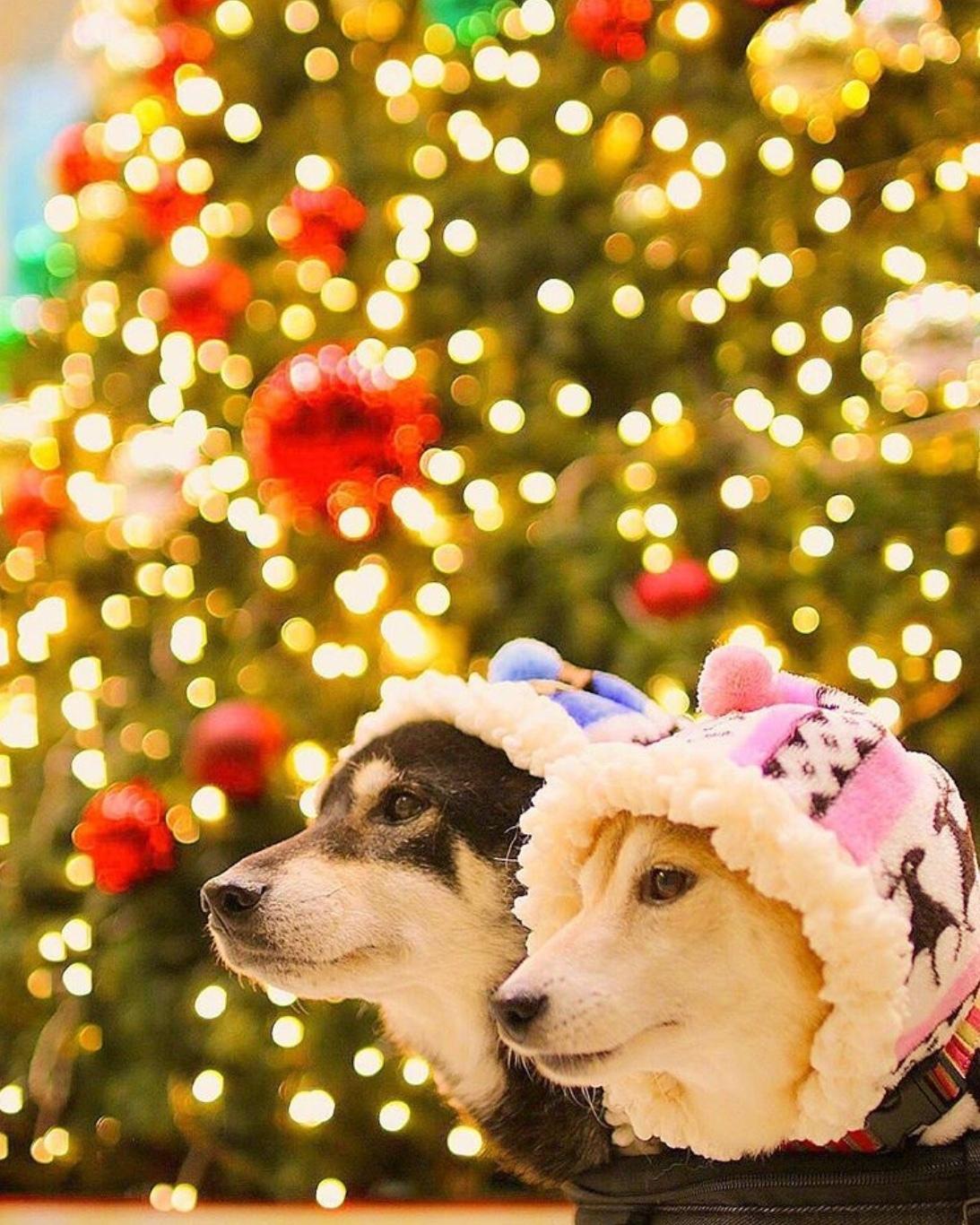 柴犬兄妹的温馨圣诞节
