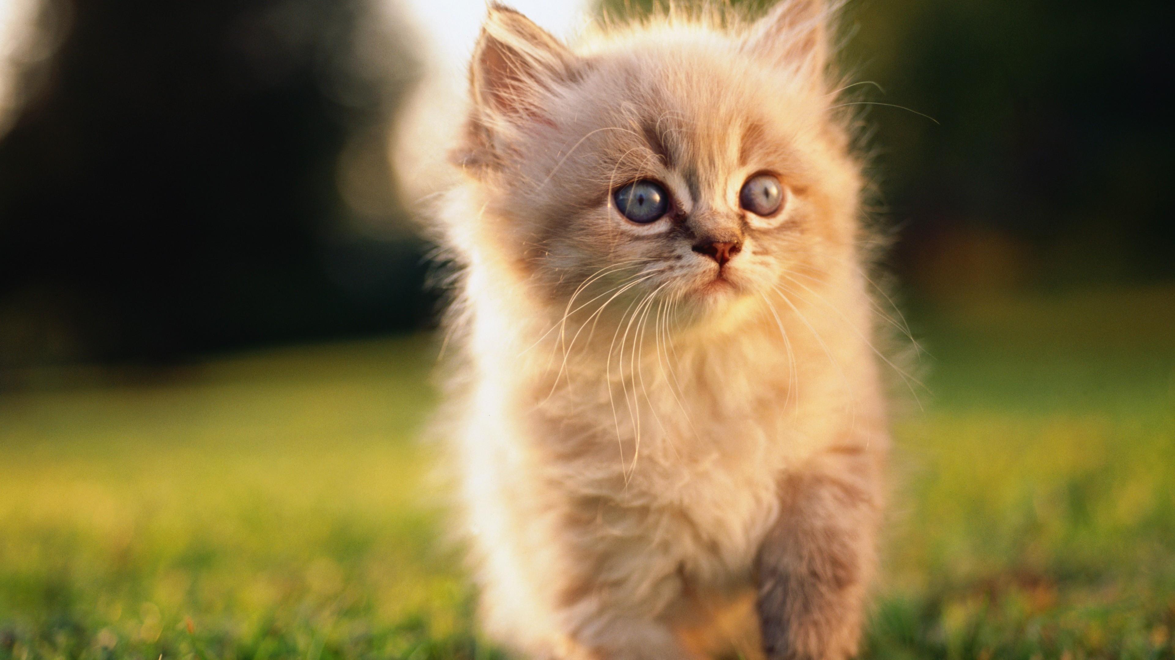 呆萌乖巧的猫咪