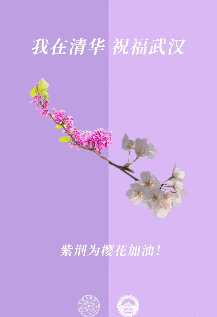 各高校校花为武大樱花送祝福