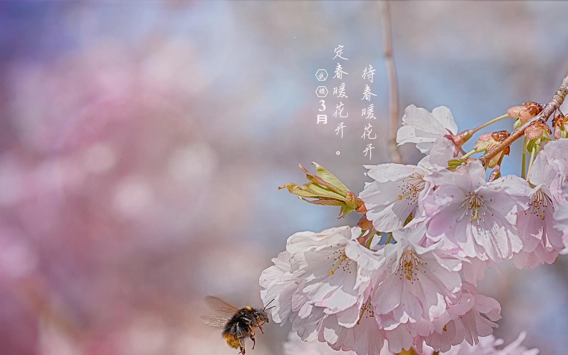 3月你好:武大樱花