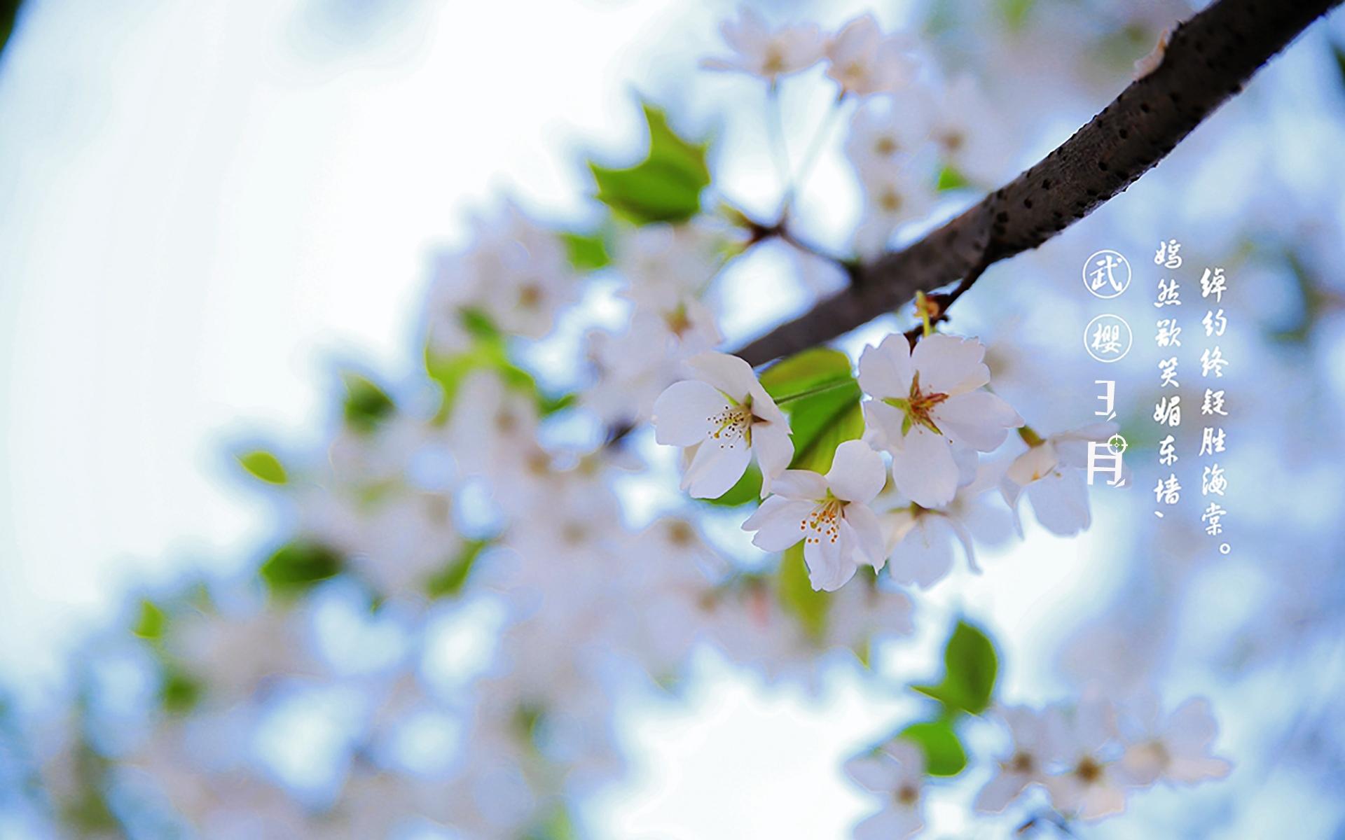 3月的武大樱花你好