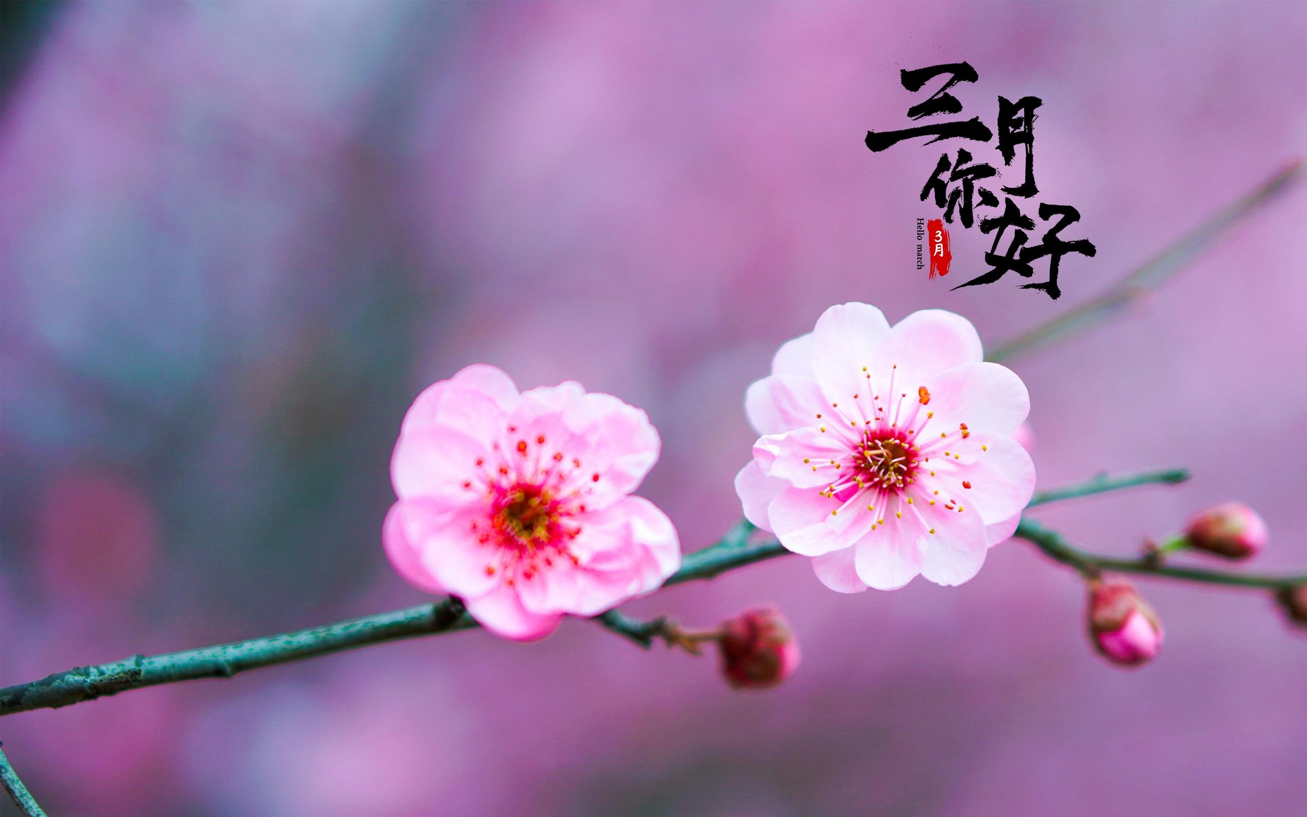 三月你好,桃花季