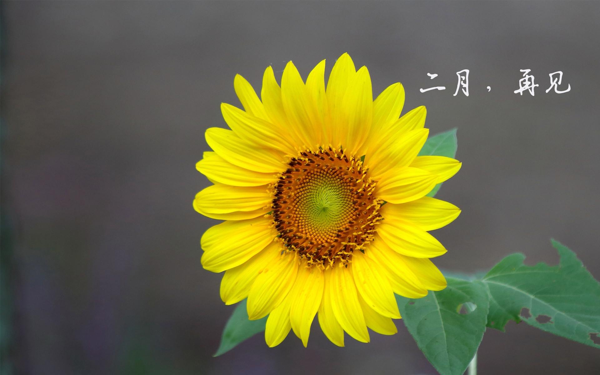 时光匆匆,二月再见