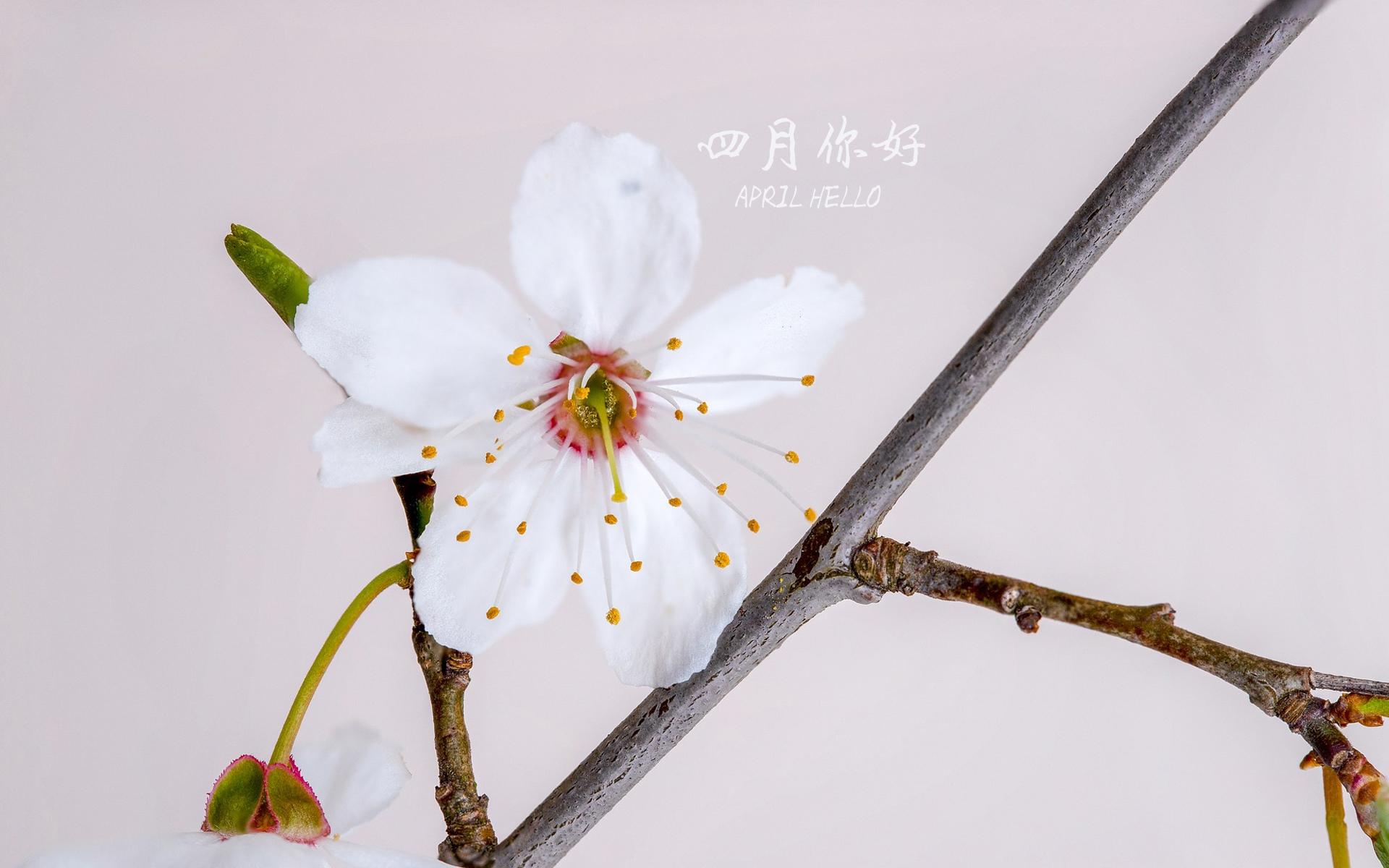 阳春四月:四月你好
