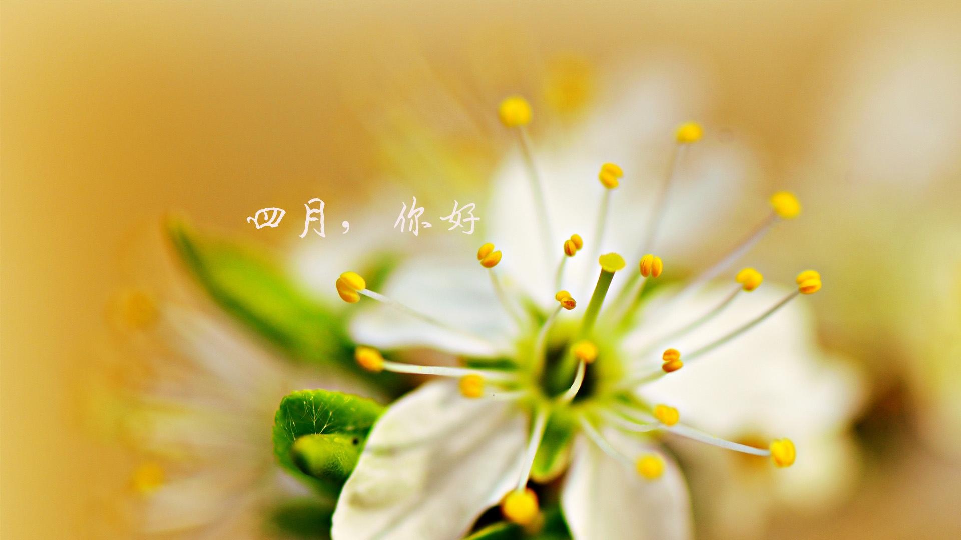 四月,走在春末的季里