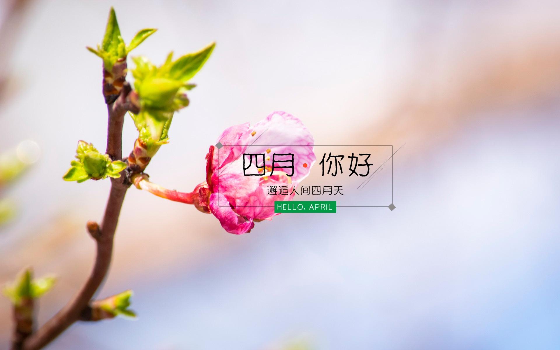 四月你好,邂逅人间四月天