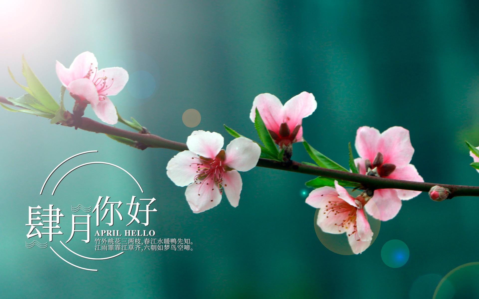 四月你好,桃花三两枝