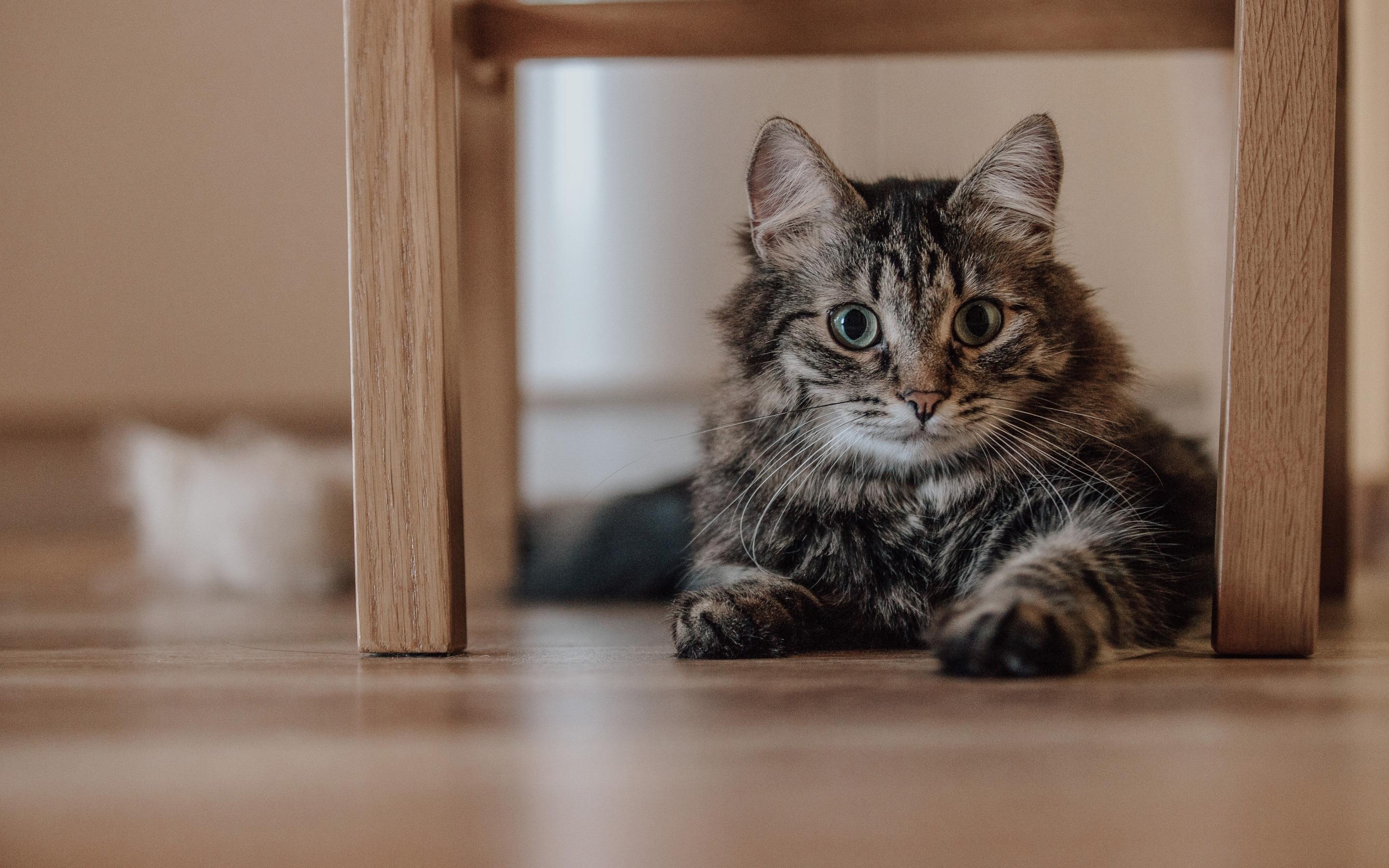 发呆的可爱小猫咪