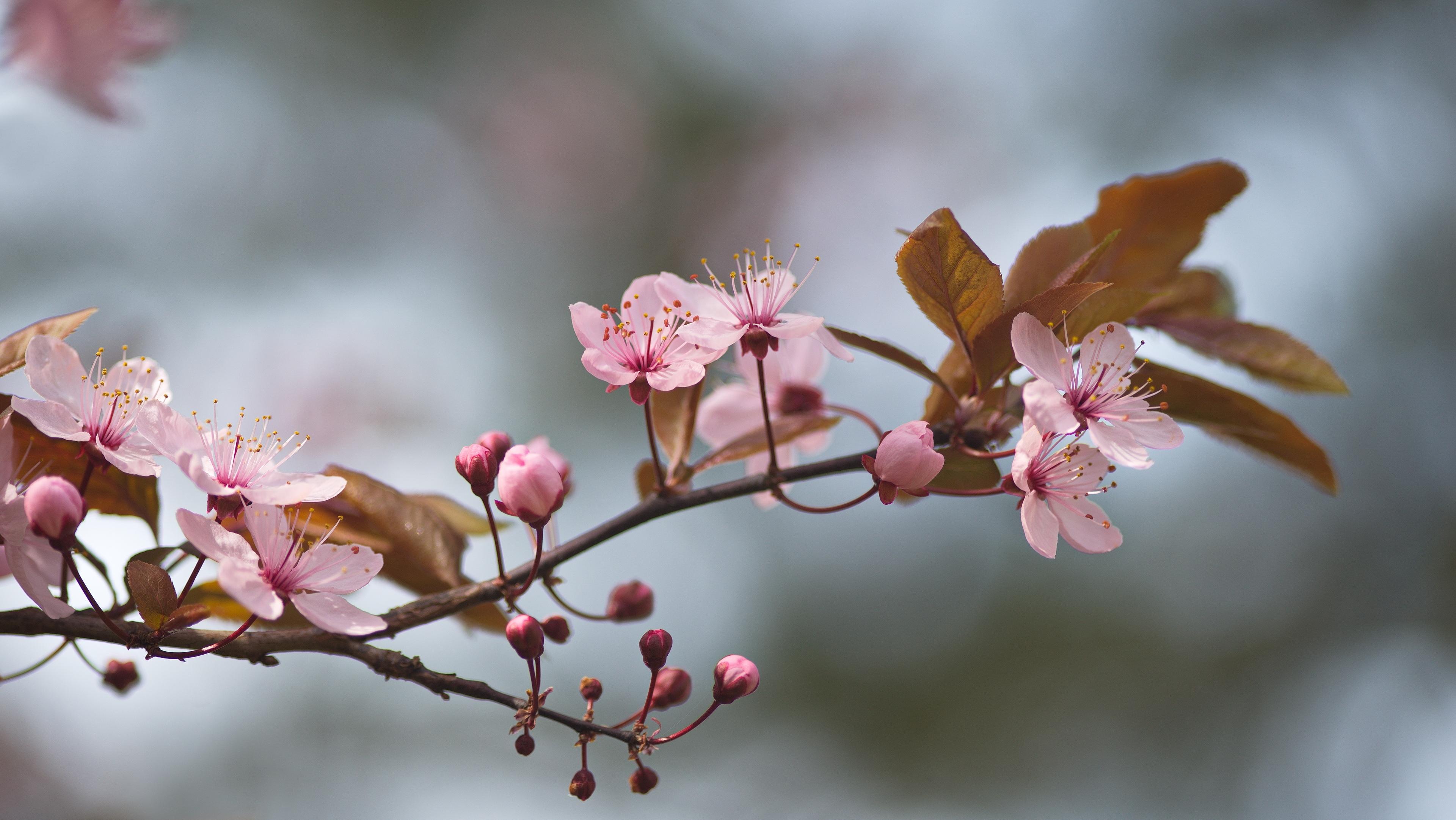 清新美丽的樱花
