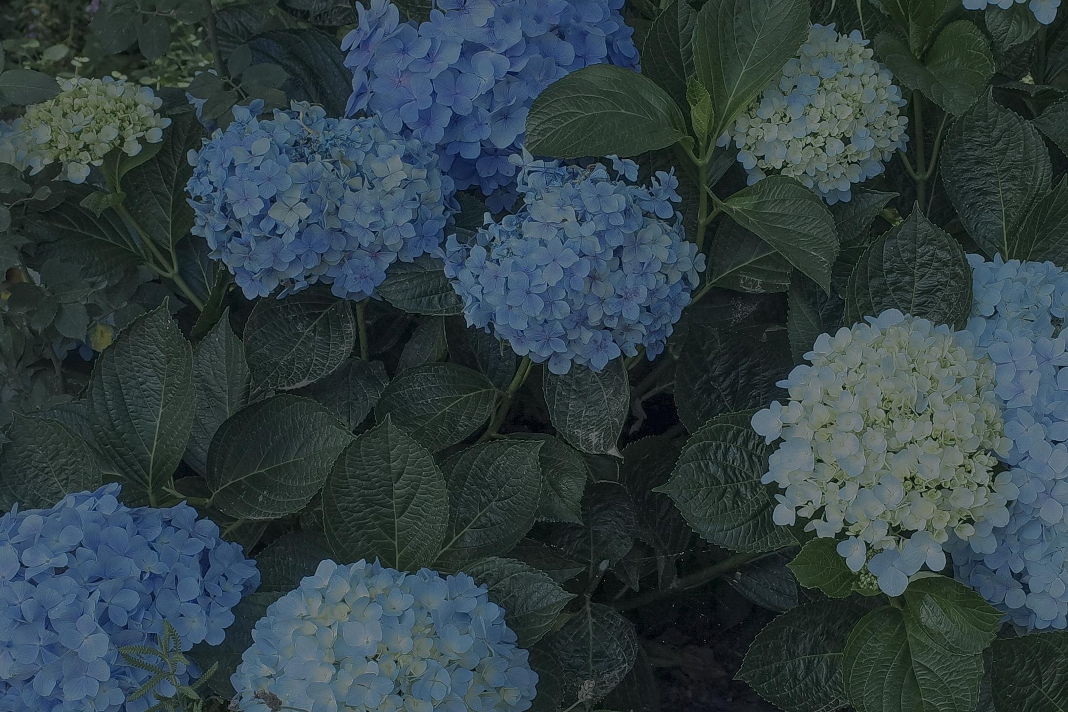 美丽的绣球花景色