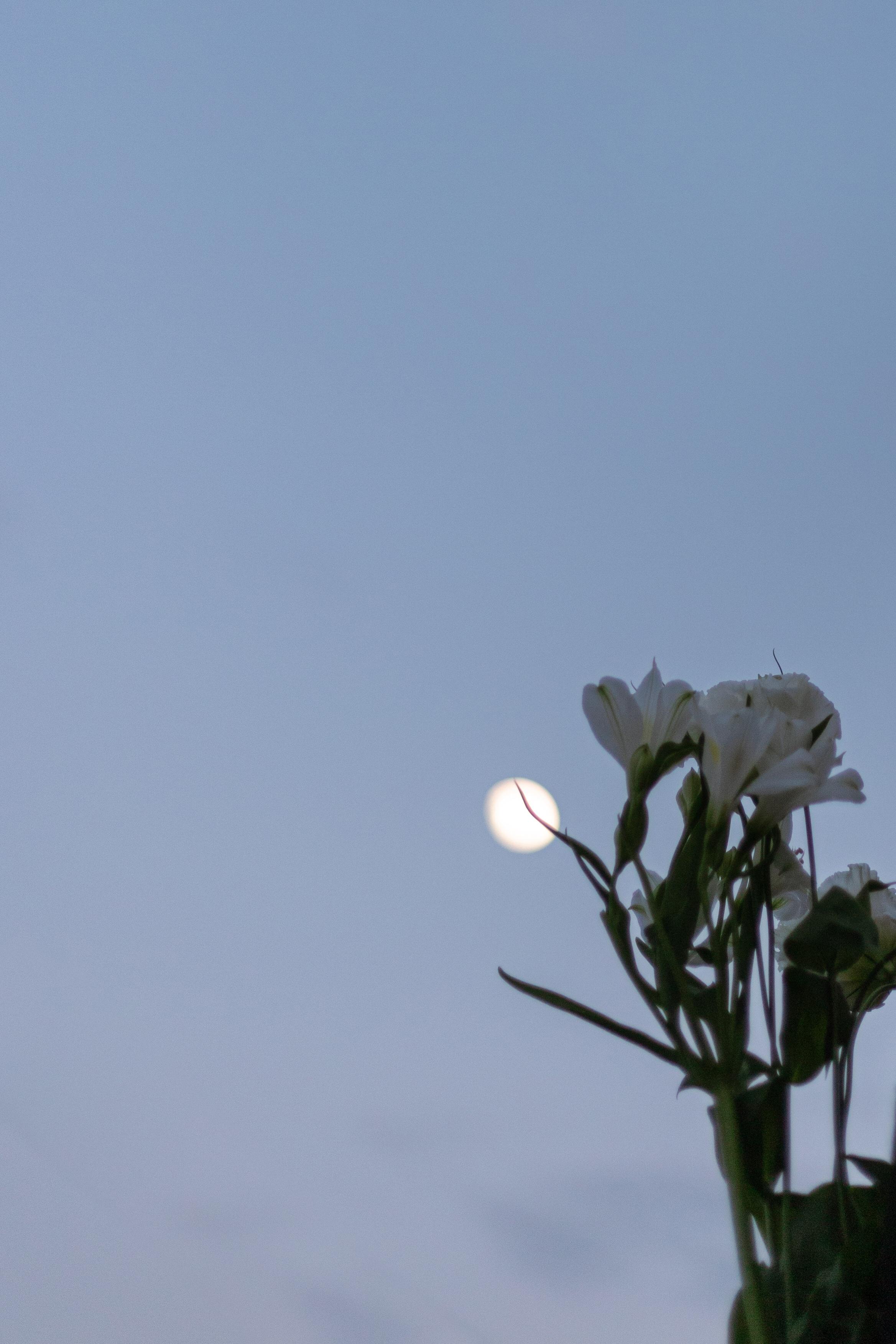 浪漫花卉摄影