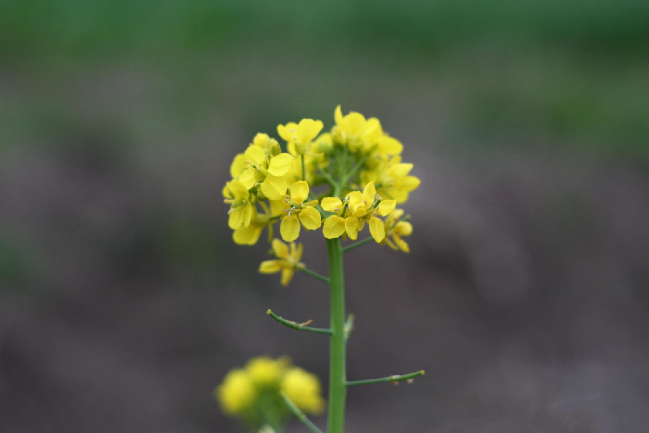 婺源油菜花自然风光