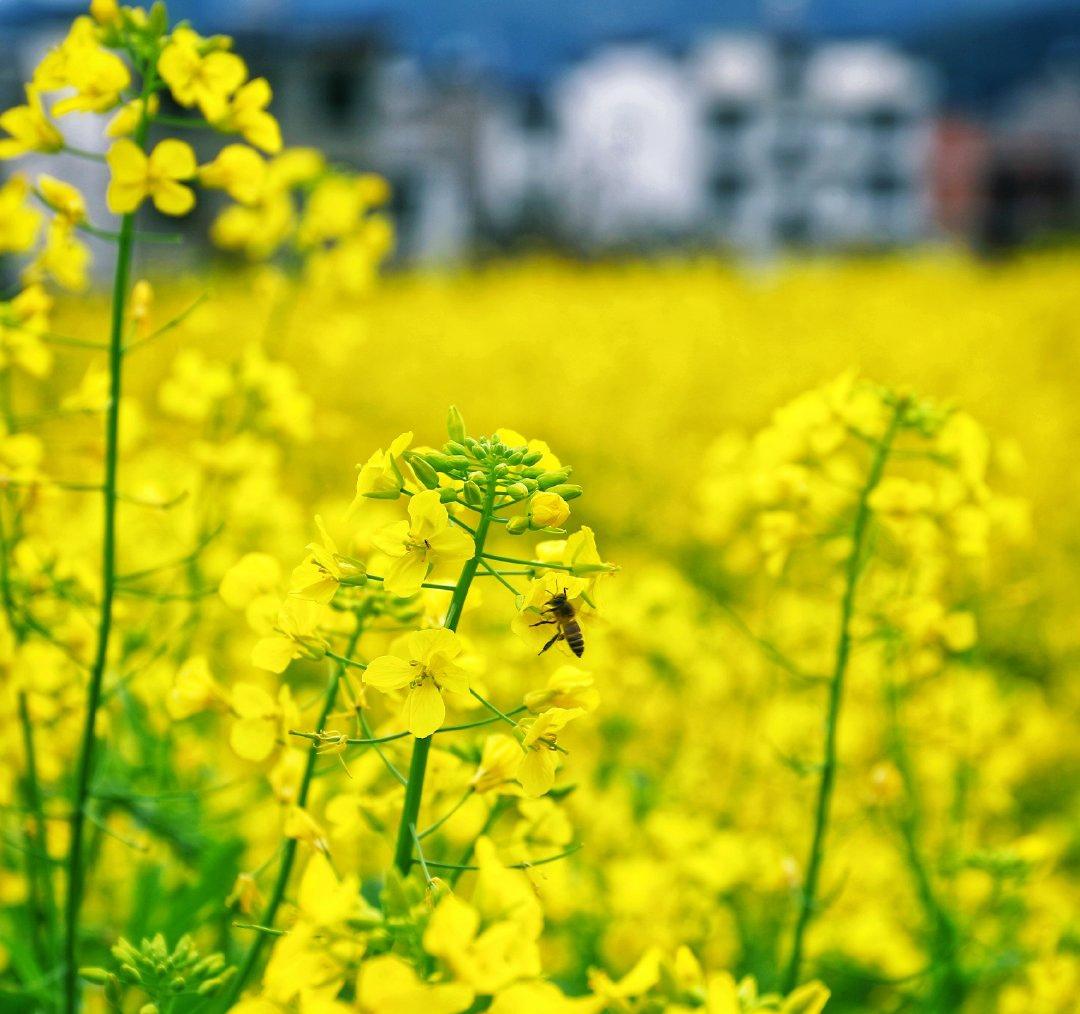 欣赏婺源油菜花风光