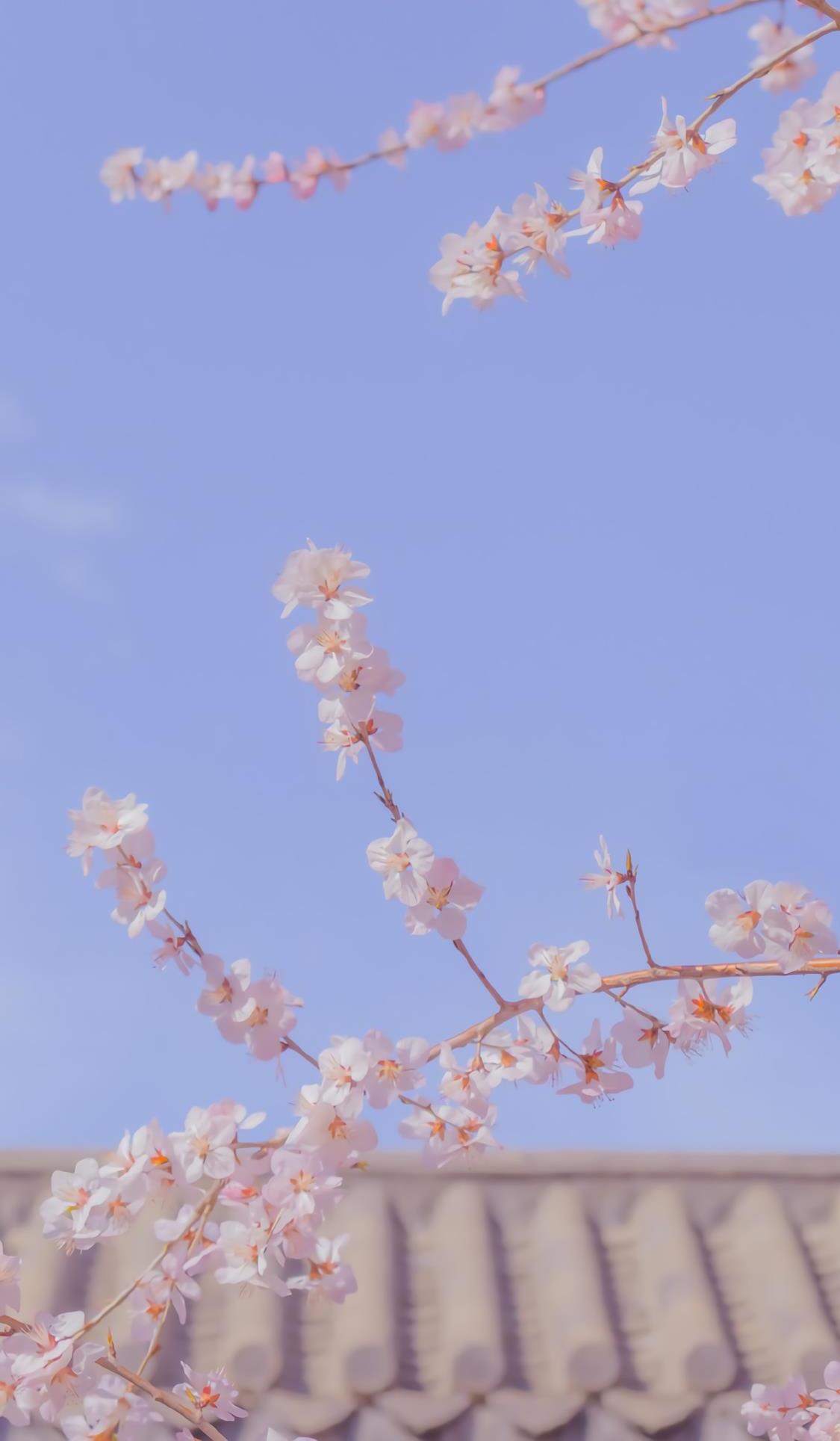 清新浪漫的山桃