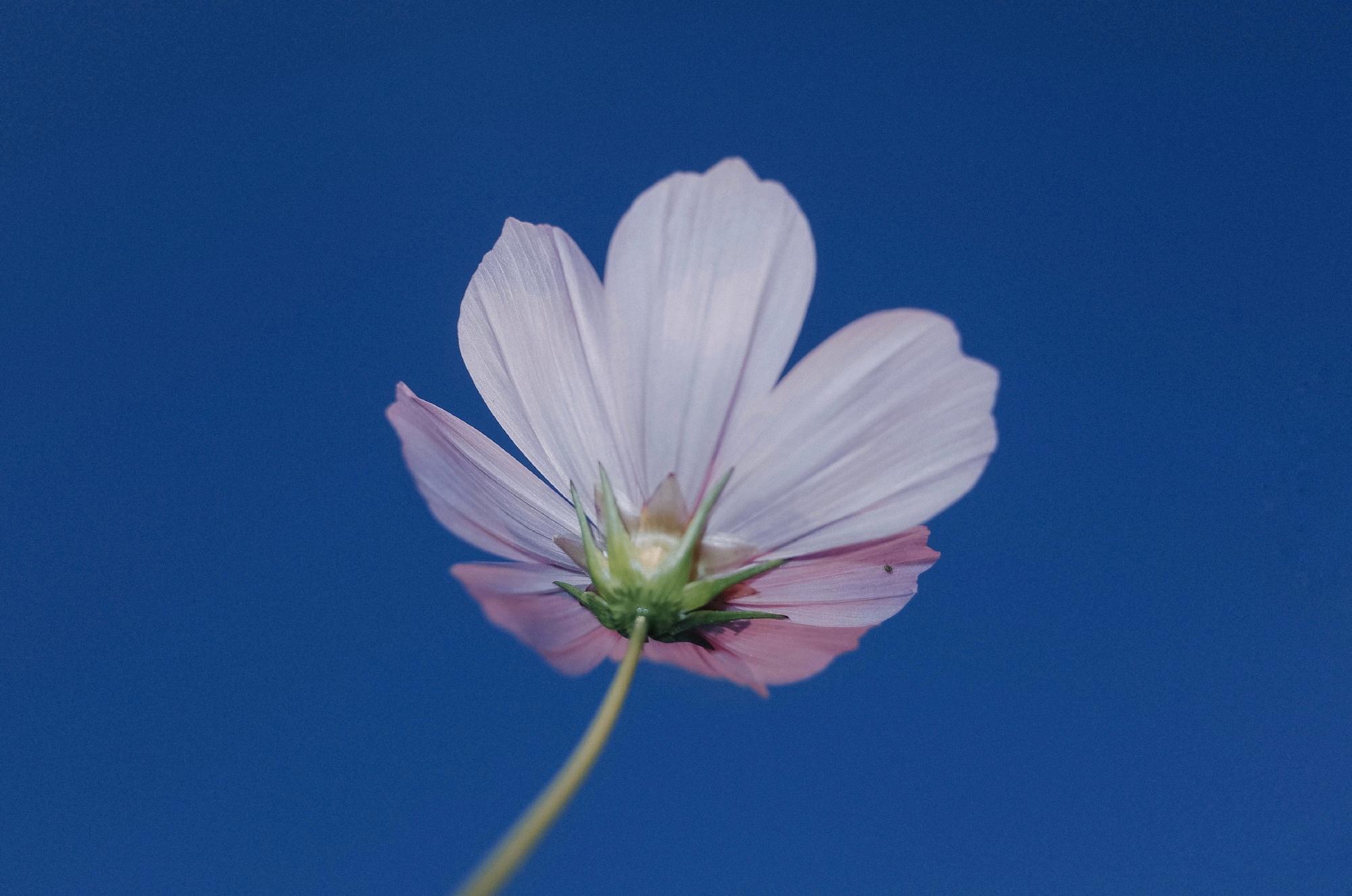 最新ins风花卉