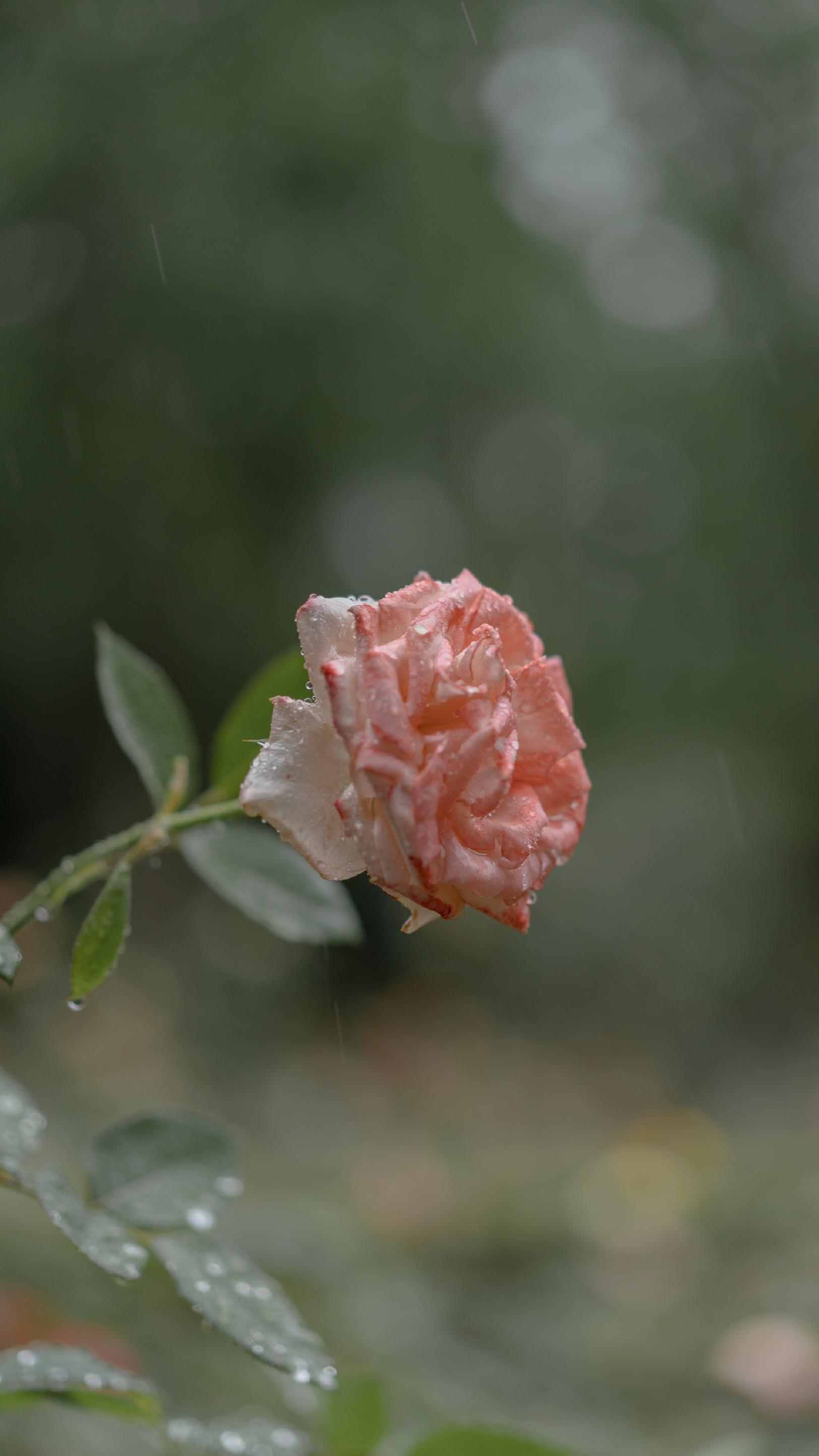 下雨天的娇弱月季