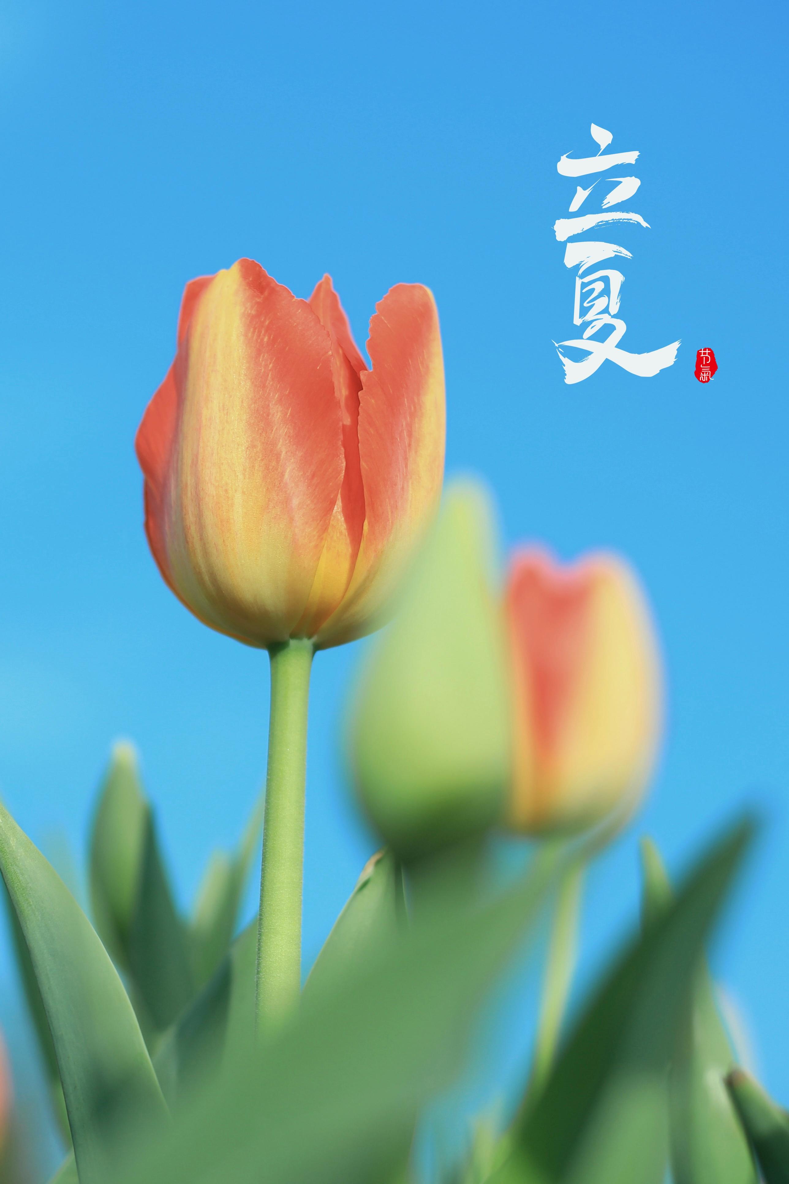 2021最新立夏节气配图