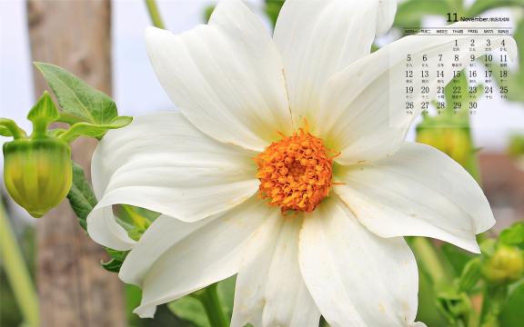 2018年11月朴素淡雅的白花日历