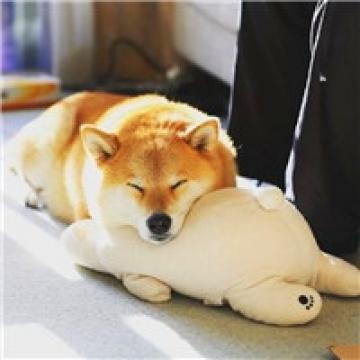 超萌的笨柴犬