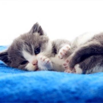 一直在卖萌的猫咪