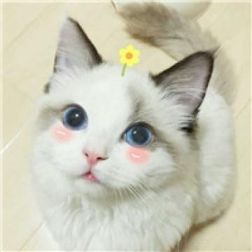 安静的美猫猫