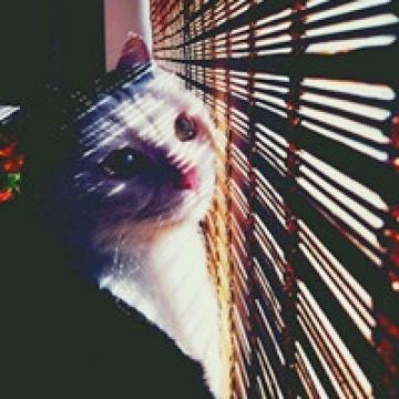 乖巧的小猫咪