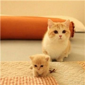 柔软撒娇小猫