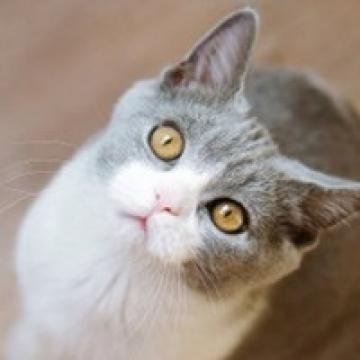 猫咪控的最爱