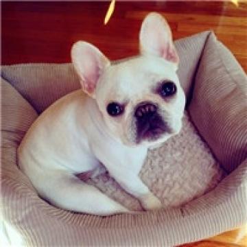 超可爱的法斗犬