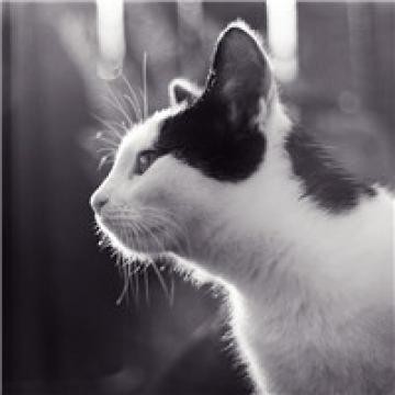 最可爱的猫咪主子