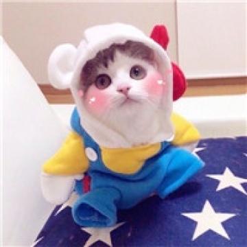 最萌猫咪很可爱