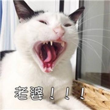 逗比活泼的猫咪