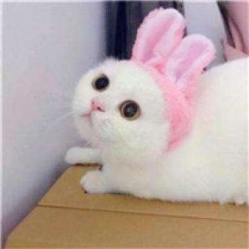 都是猫奴的最爱